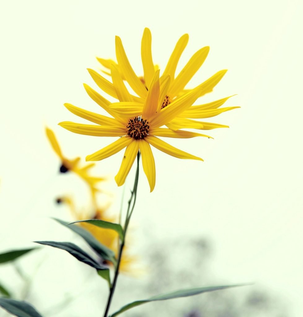 yellow flower, plant, close up, late autumn, community garden, nature, yanjiao